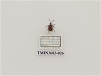 藏品(鞘翅目(2))的圖片